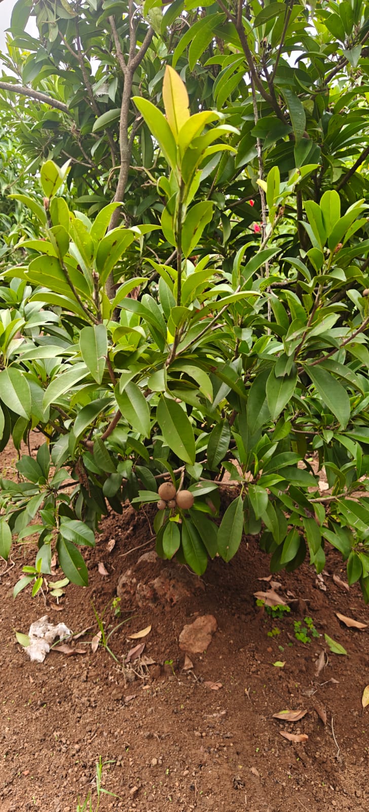 Farm plant: WhatsApp Image 2026-07-27 at 12.25.25 (1).jpeg